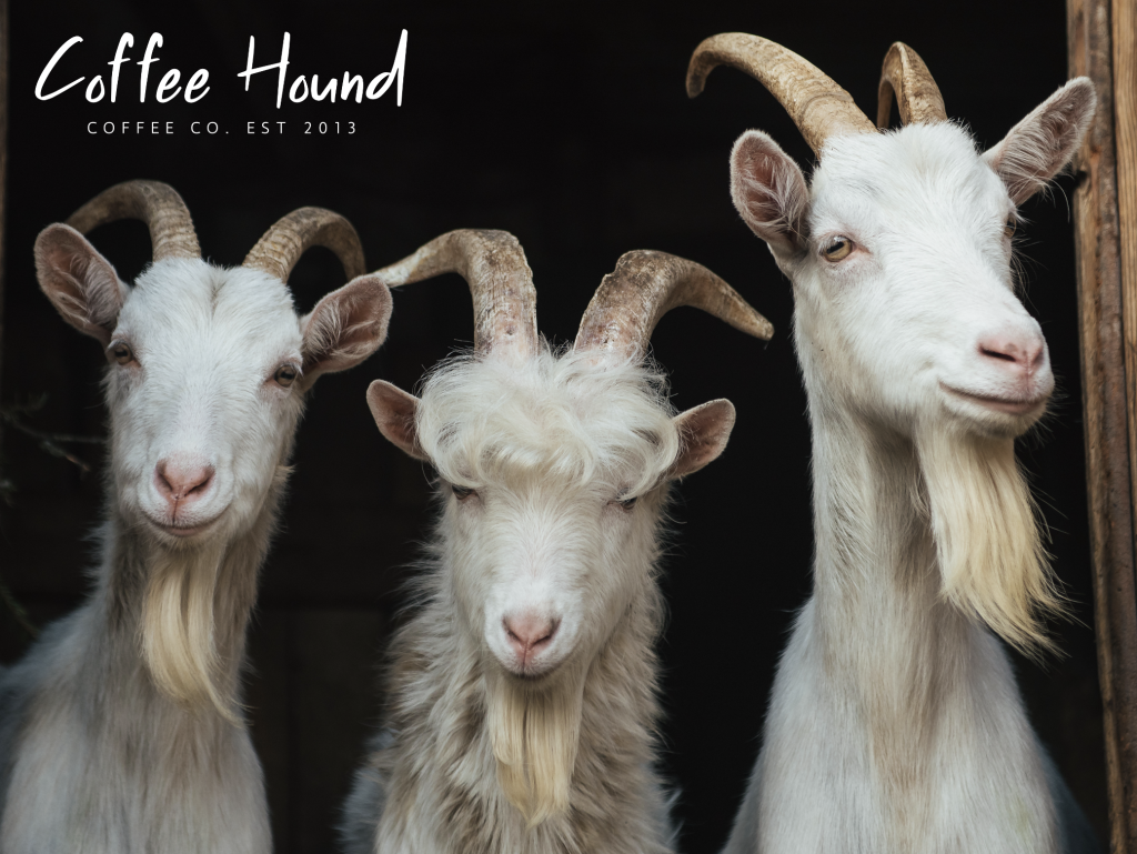 Goats Discover Coffee Coffee Hound Coffee Company